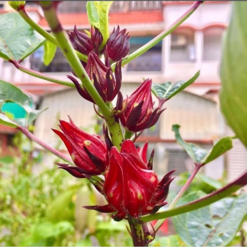 Bibit tanaman Herbal Bunga Rosella - Bibit Rosella Berbunga