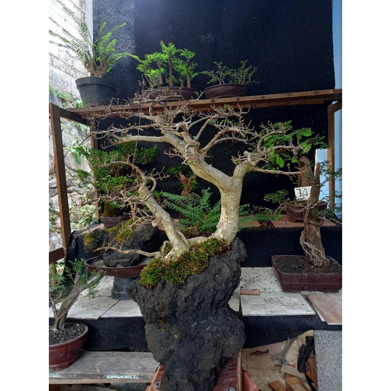 bonsai serut pot batu karang hitam, xl