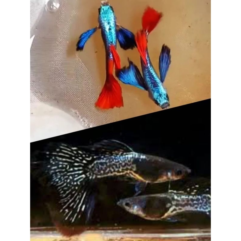 

paket 2 guppy