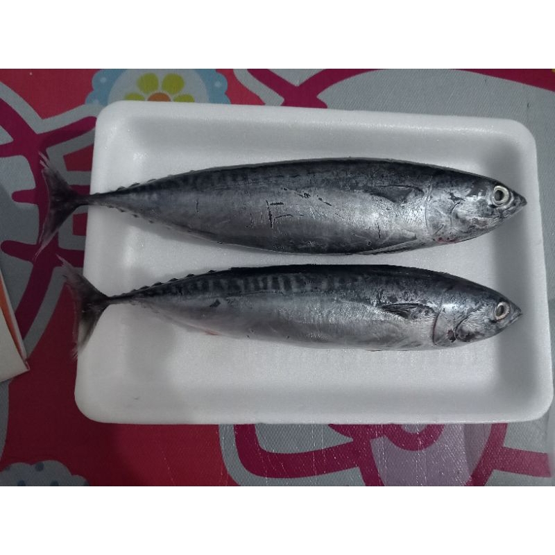 

Ikan Tongkol Lisong