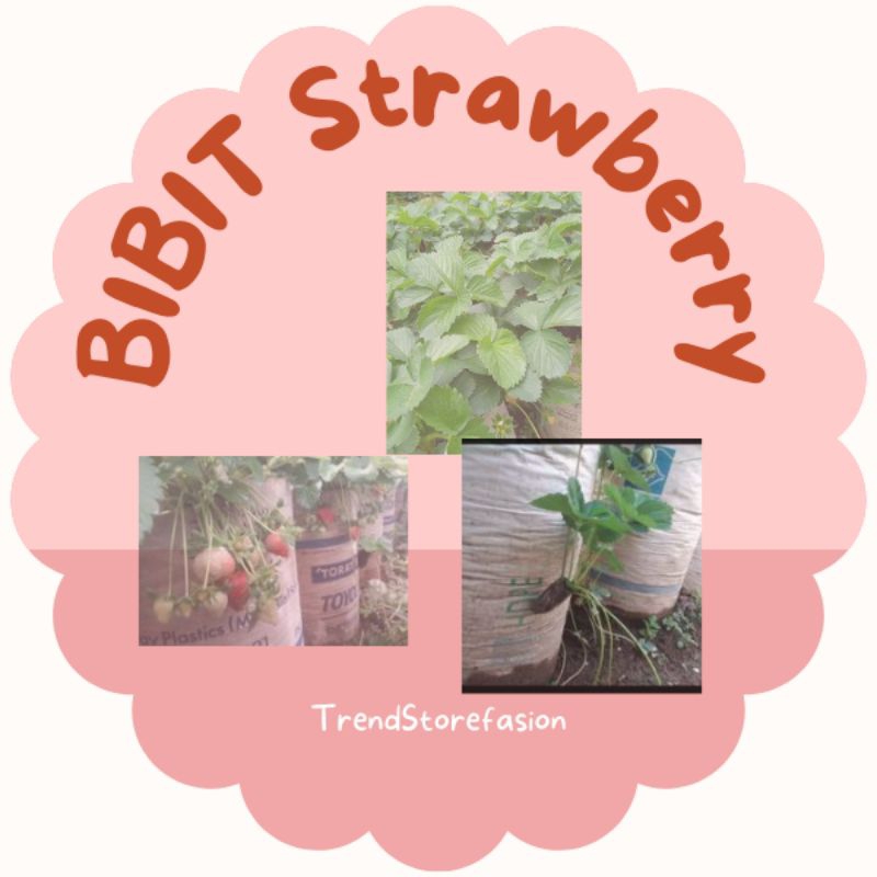 BIBIT STRAWBERRY MENCIR SUDAH BERBUNGA