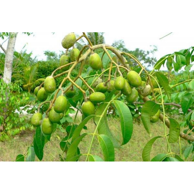 

KEDONDONG SUDAH BERBUNGA DAN BERBUAH