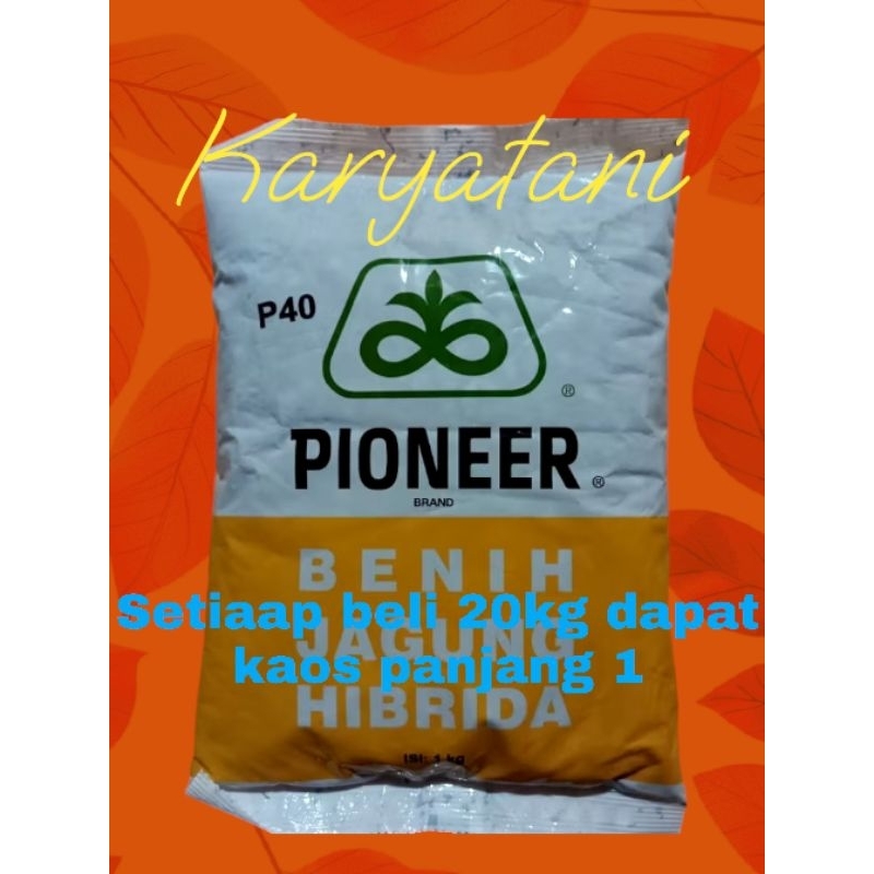 Benih jagung p40 bibit jagung hibrida pioner p40 famili 1kg (beli 20kg dapat gratis kaos 1)