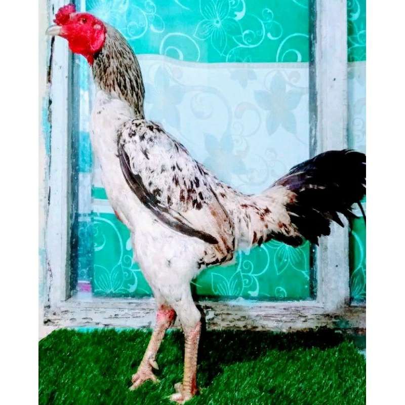 Ayam jago pama bulbi usia 15bulan