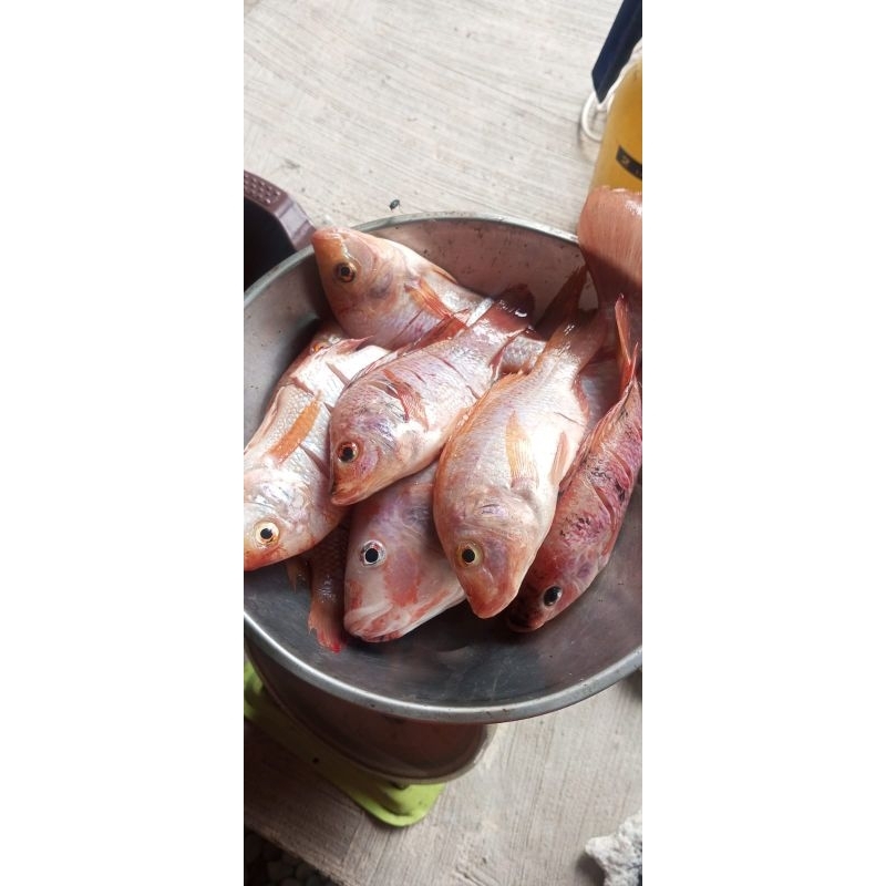 

Ikan Nila Merah segar
