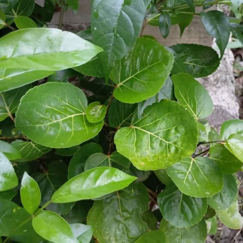 

100gr Daun Mangkuk daun mangkokan segar obat herbal