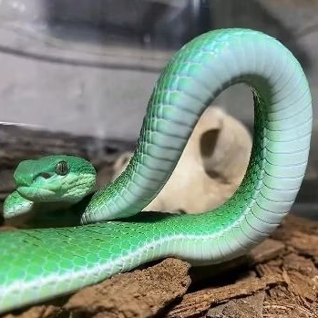 Baby Green Insul Sumbawa (blue x blue)