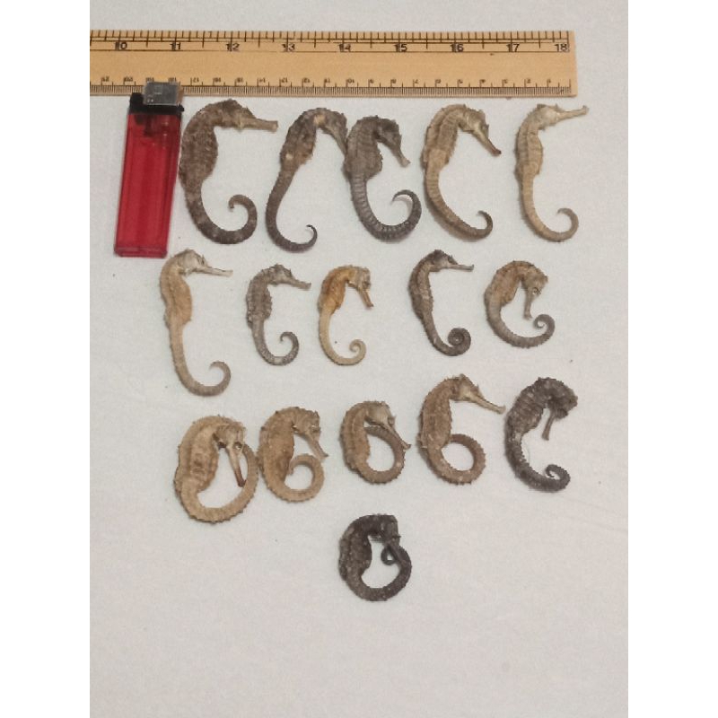 KUDA LAUT KERING 100% ASLI ORIGINAL