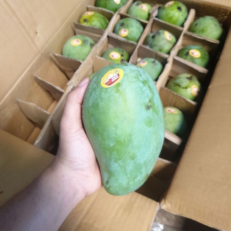 

Mangga Alpukat Legit manis segar TERMURAH /3 KG