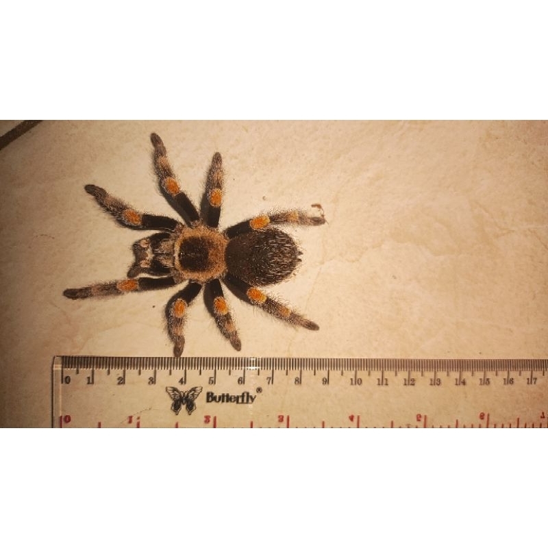 [Male & Female] Tarantula Brachypelma Hamorii