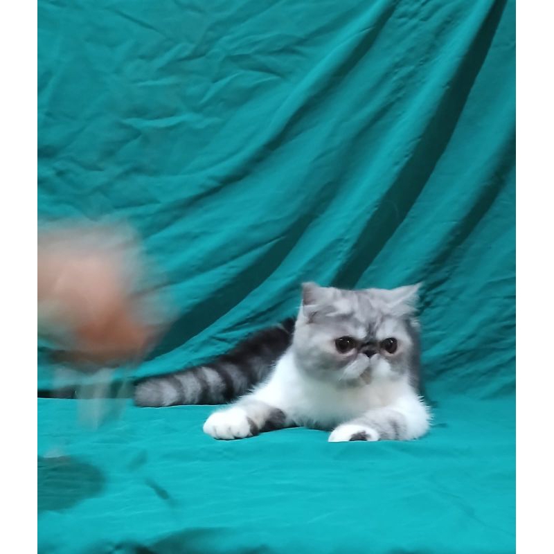 calon indukan exotic kucing lucu pesek bulu pendek