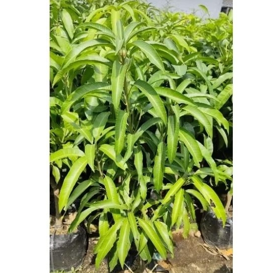 Bibit pohon buah Mangga Miyazaki