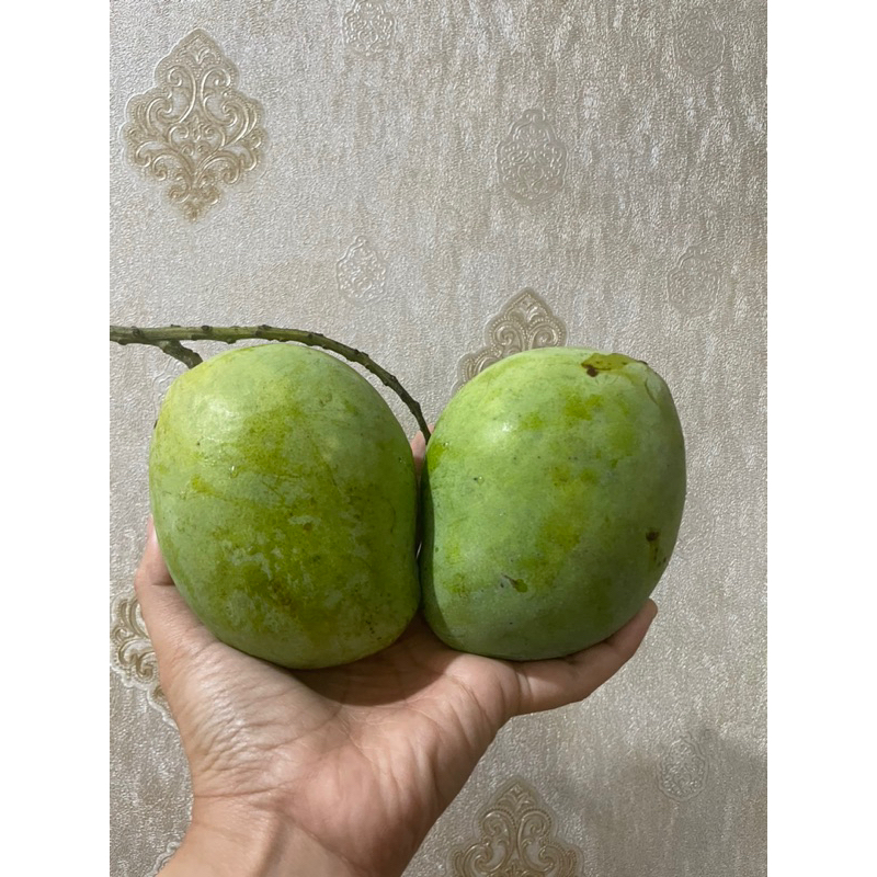 

MANGGA CENGKIR TEPUNG (TUA) TANPA KARBIT