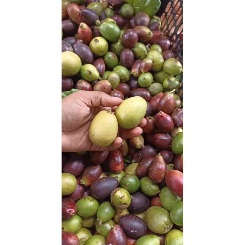 

Buah Matoa segar 1 KG