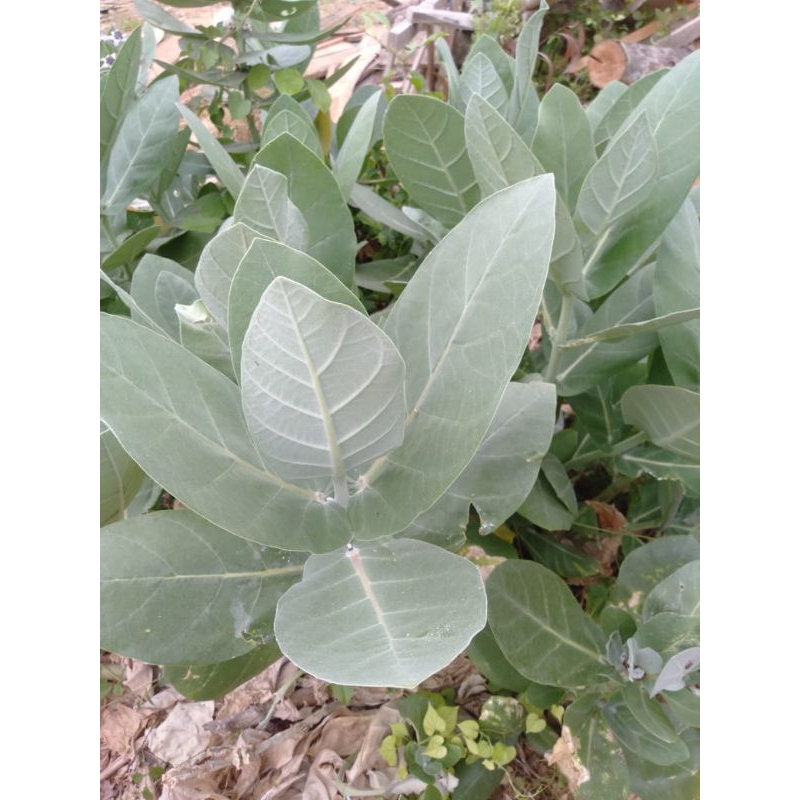 

daun Biduri atau daun widuri