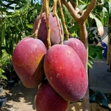 

Mangga Irwin 1kg Violet Mango