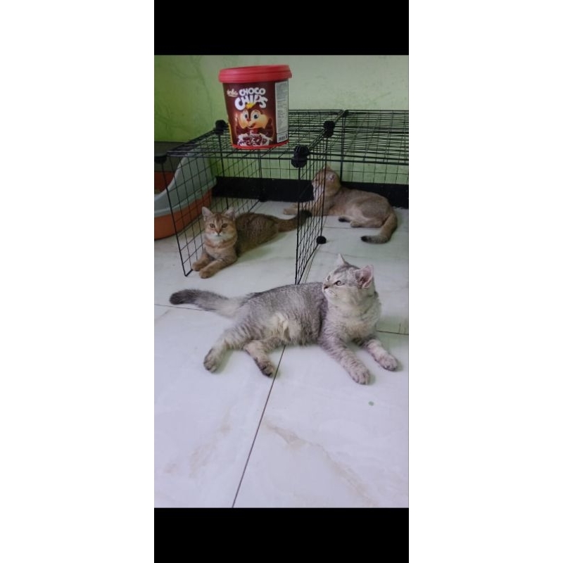 kucing british short hair,silver, golden tidak untuk di beli dari shopee