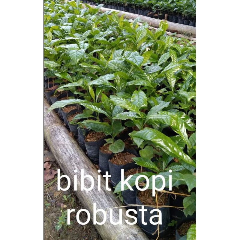 bibit kopi robusta unggul siap tanam