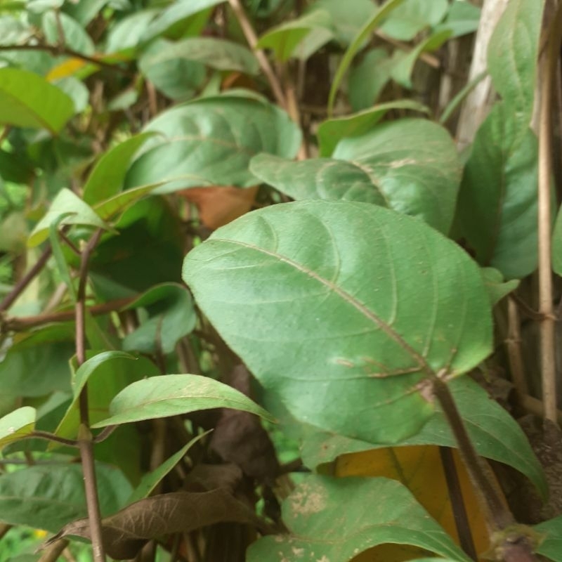 

daun simbukan/daun kentutan 500