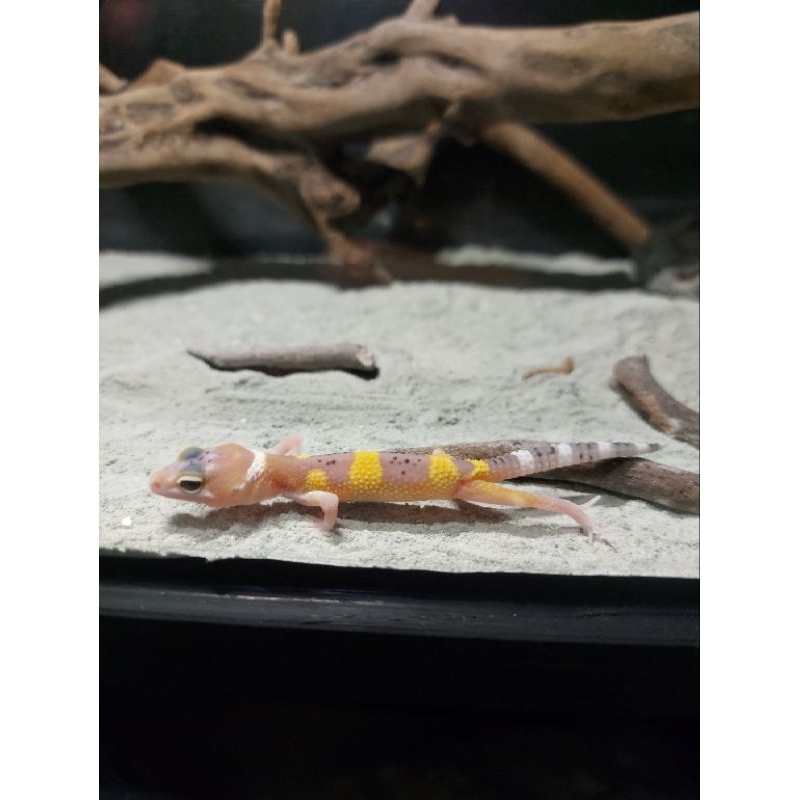 Gecko Baby LF x raptor