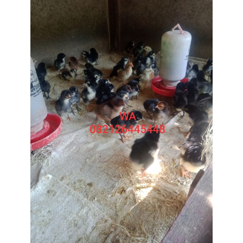 DOC Ayam kampung harga 1box isi 102