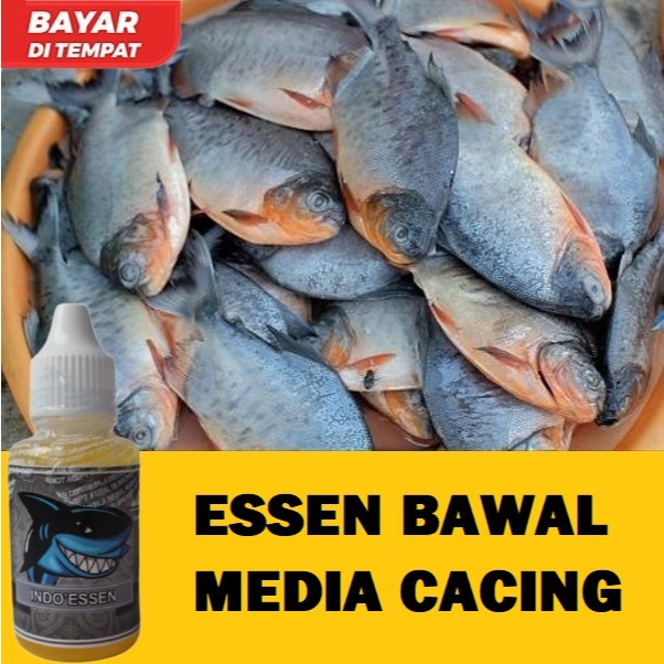 ESSEN BAWAL MEDIA CACING PALING JITU