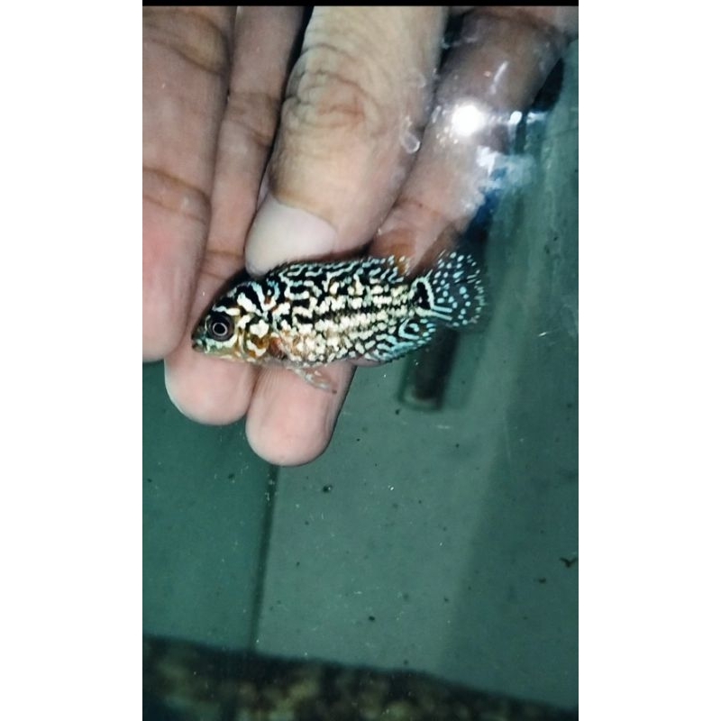 kamfa F2 thailand Vip grade