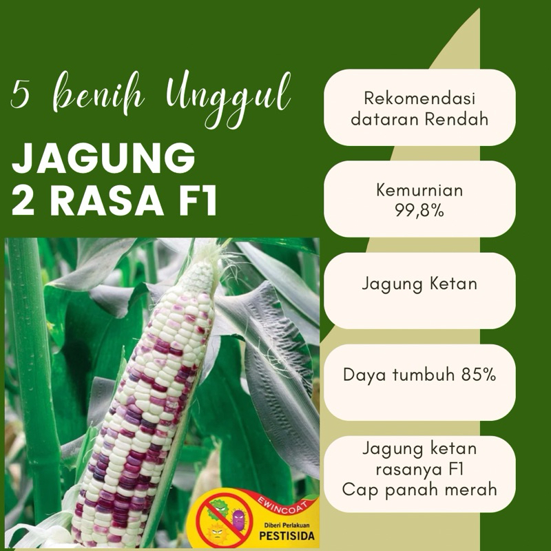 5 Benih Unggul F1 Jagung Ketan Benih jagung Ketan Rasanya F1