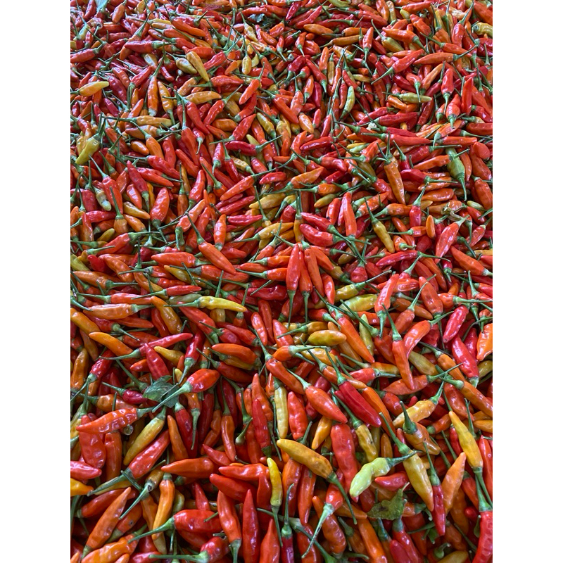 

cabe rawit ori 500gram