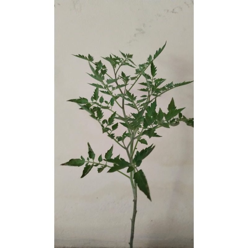 

tomat ceri dan tomat dapur