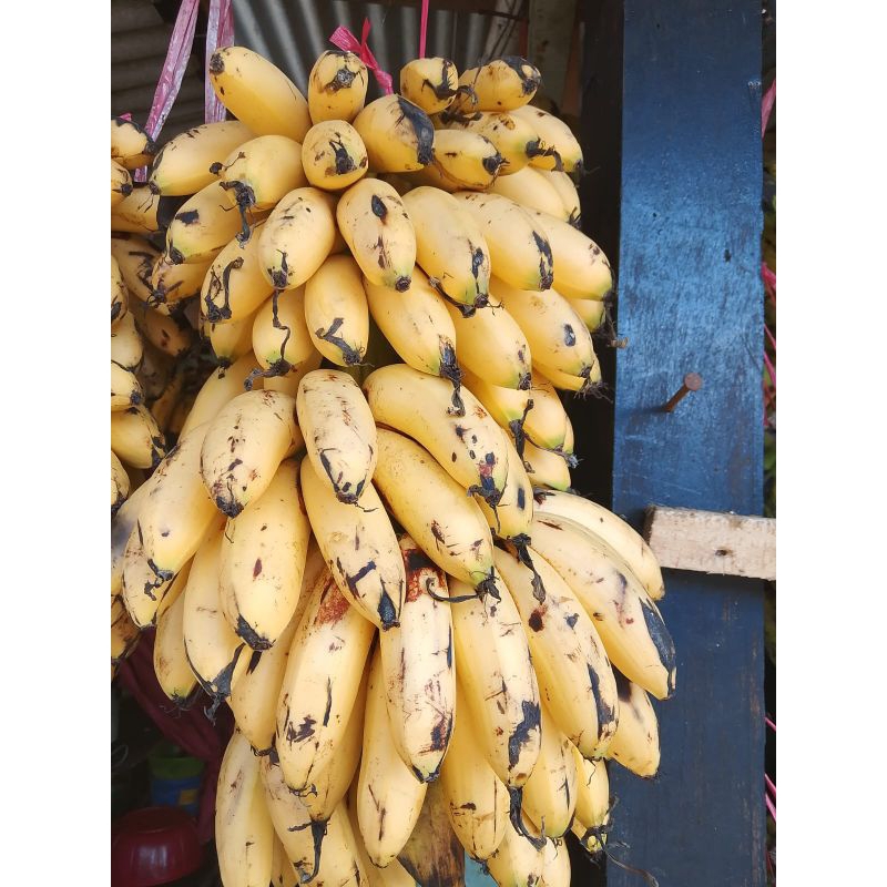 

Pisang Emas Segar