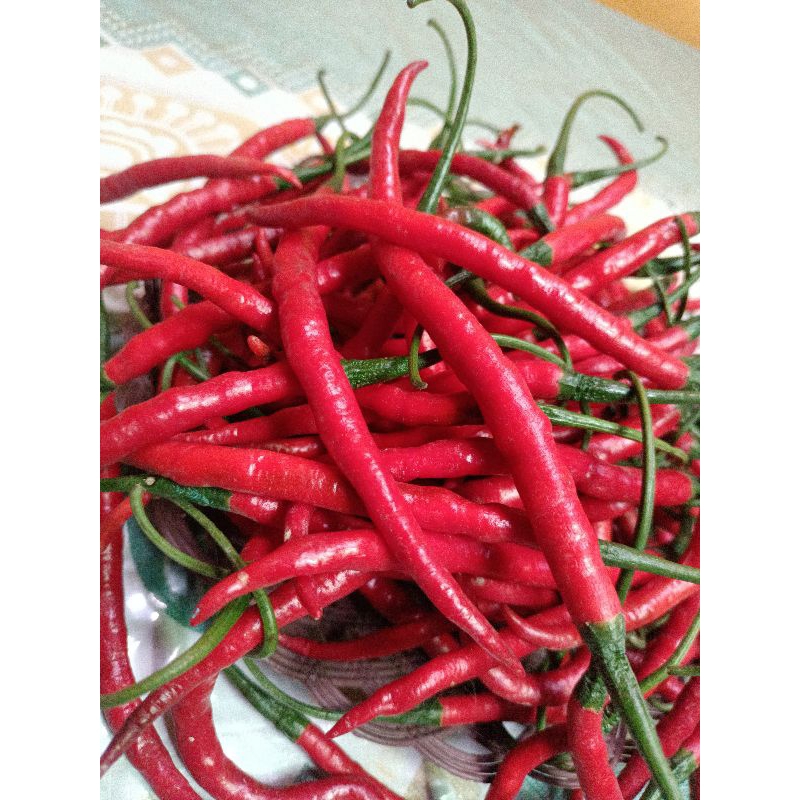 

CABAI MERAH KERITING MURAH 1 KG