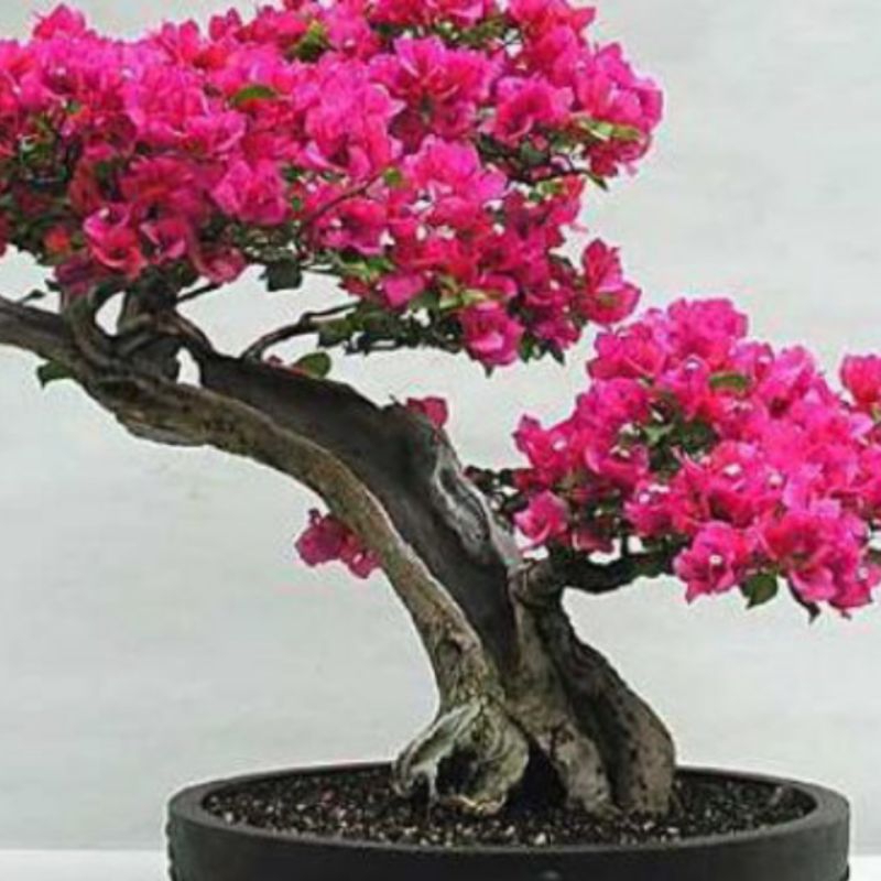 bonsai bugenvil