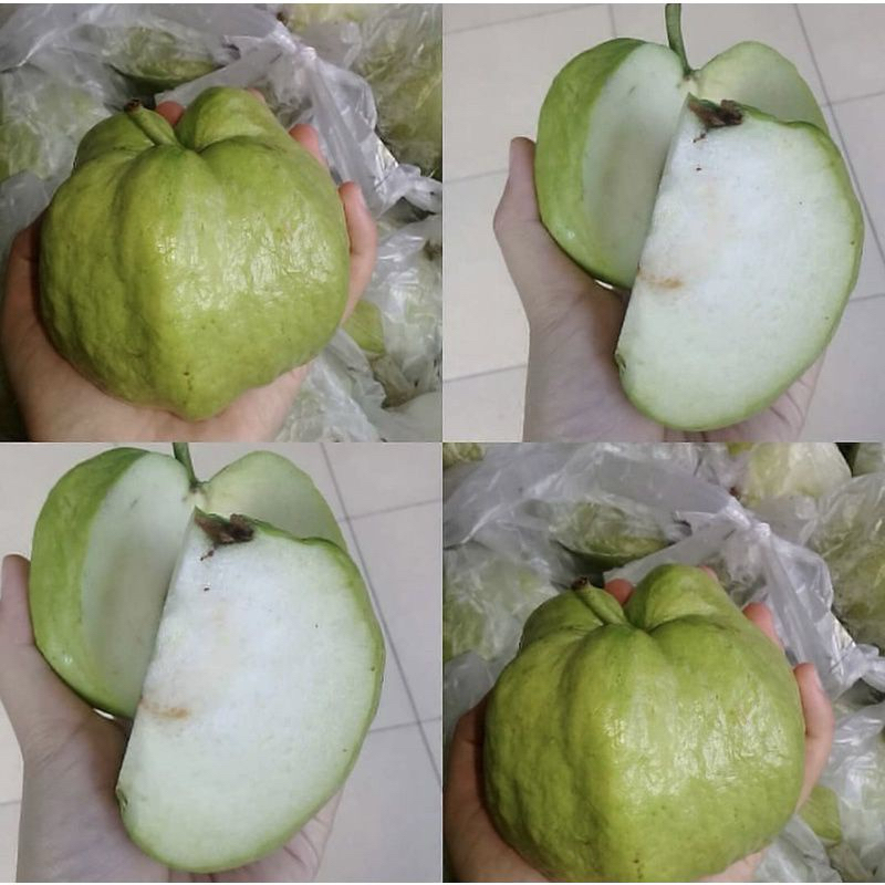

JAMBU KRISTAL KEBUMEN 1KG