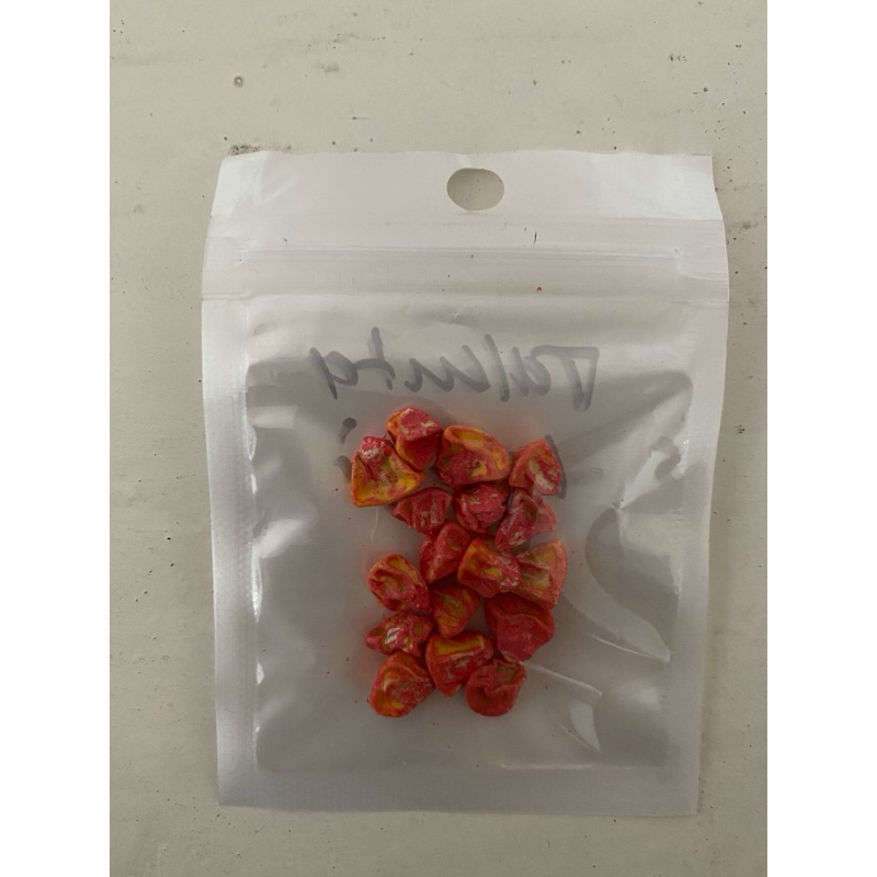 

Benih Jagung Manis