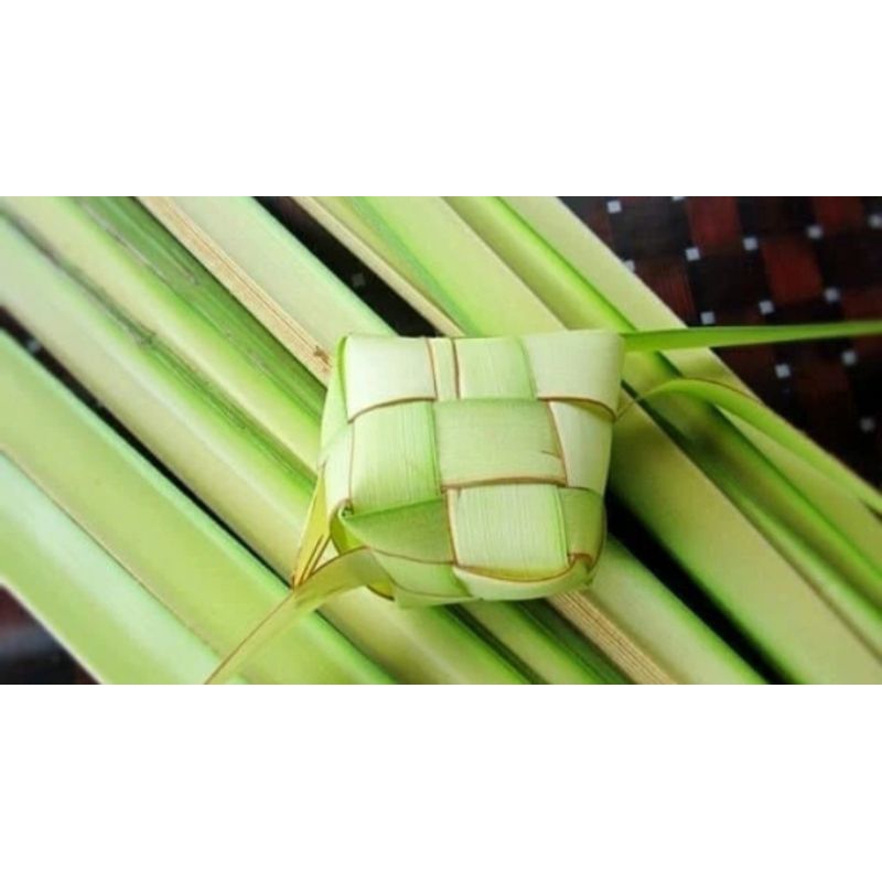 

daun janur bahan ketupat 10 lembar ini