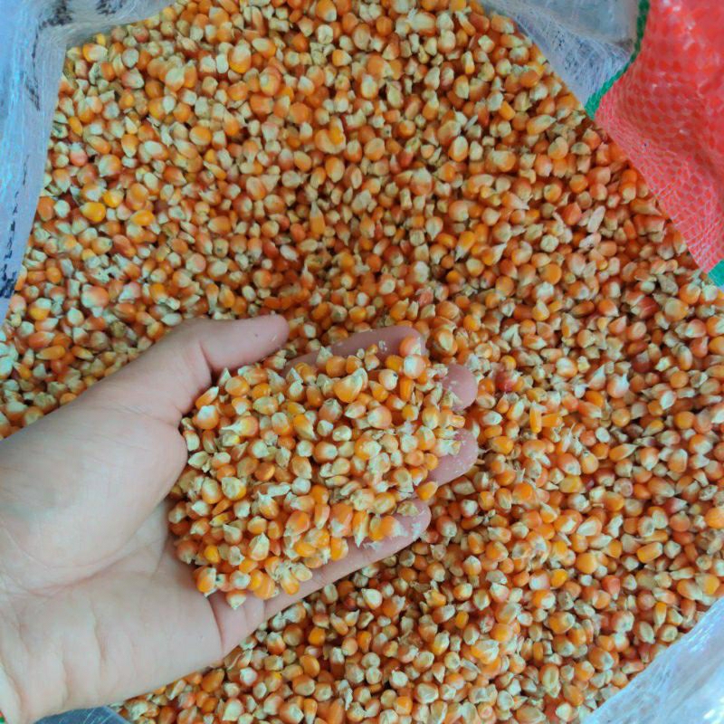 

JAGUNG BIJI SUPER KECIL KUALITAS BAGUS COCOK UNTUK BURUNG DAN AYAM 1KG