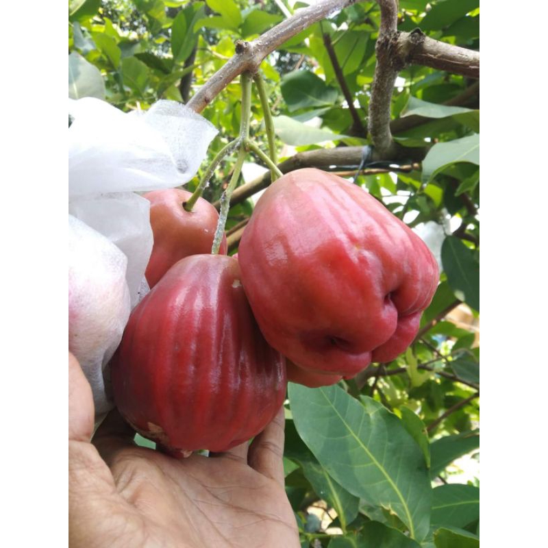 Bibit Buah Jambu Air Unggulan Madu Jumbo Sugar Barbie Rasa Buah Manis Segar Tekstur Renyah Empuk Ber