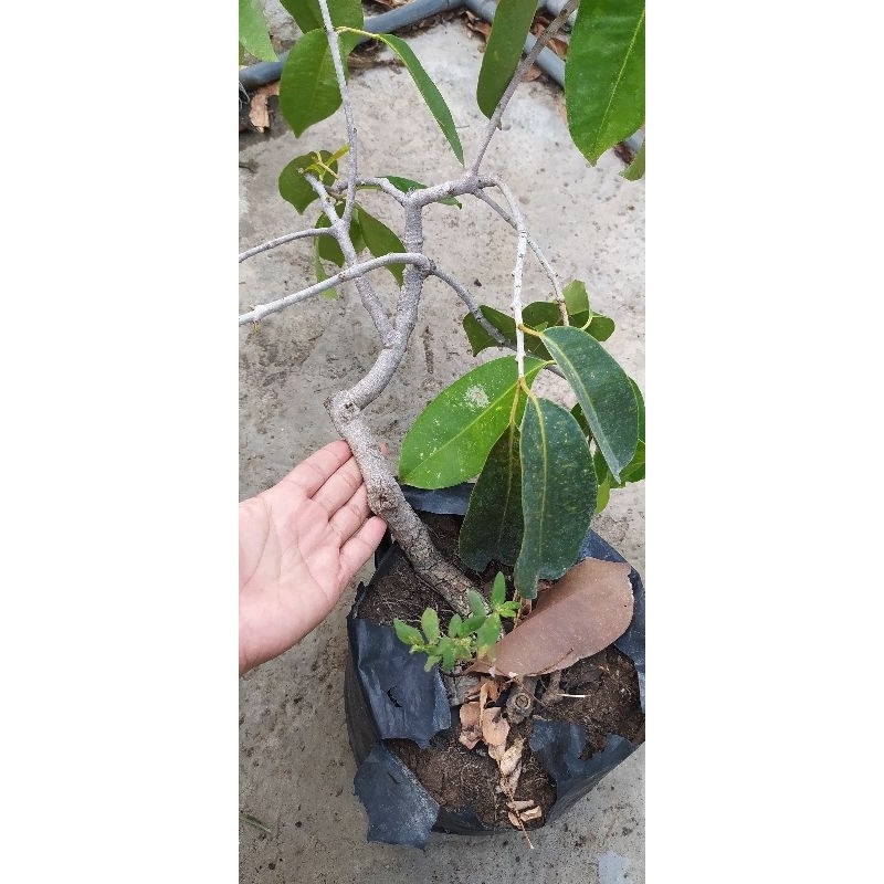 POHON DUWET / JUWET PUTIH CANGKOK