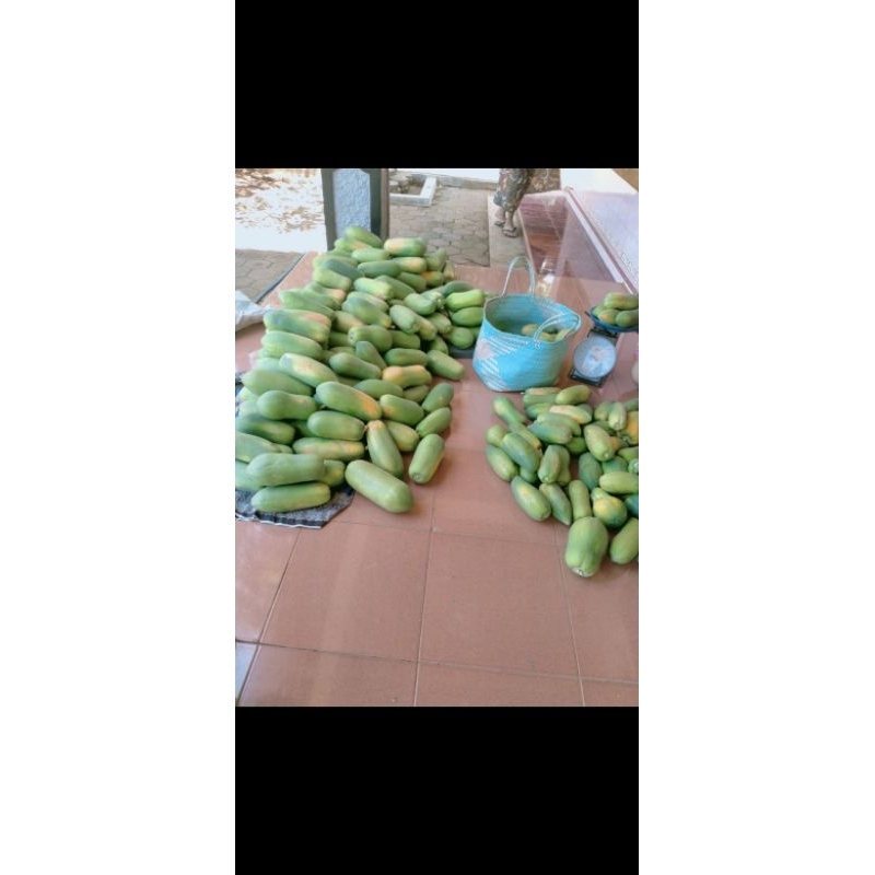 

pepaya /kates buah manis feres segar