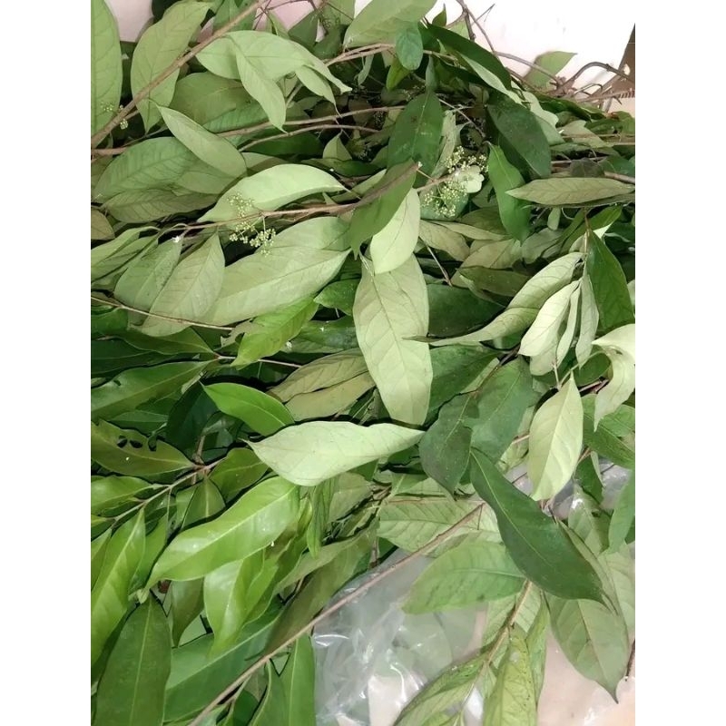 

daun salam