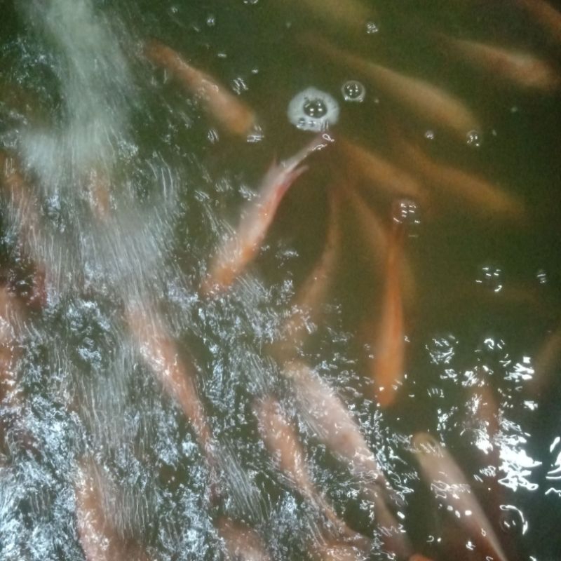 

ikan nila per kg