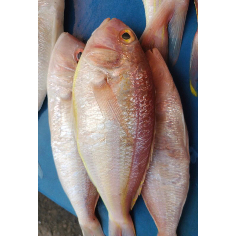 

Ikan Merah Segar Berkualitas dapat 3-4ekot tergantung ukuran