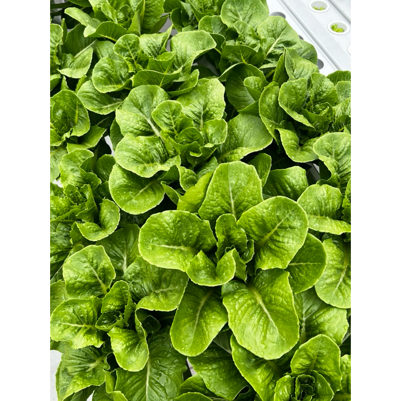 

Selada Romaine - Lettuce Romaine 500gr