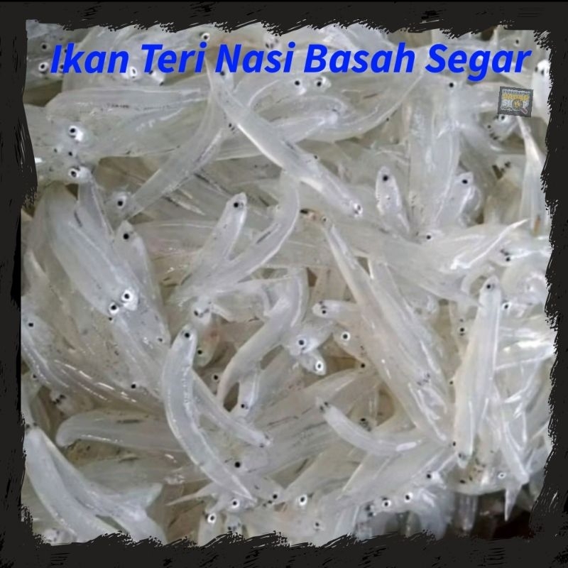 

Teri Nasi / Teri Medan Segar Basah