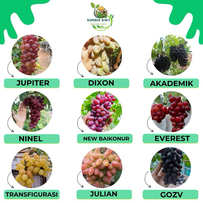 Paket Bibit Anggur Import