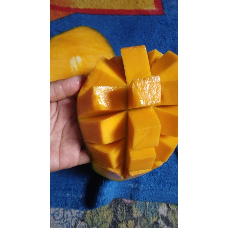 

mangga harumanis super