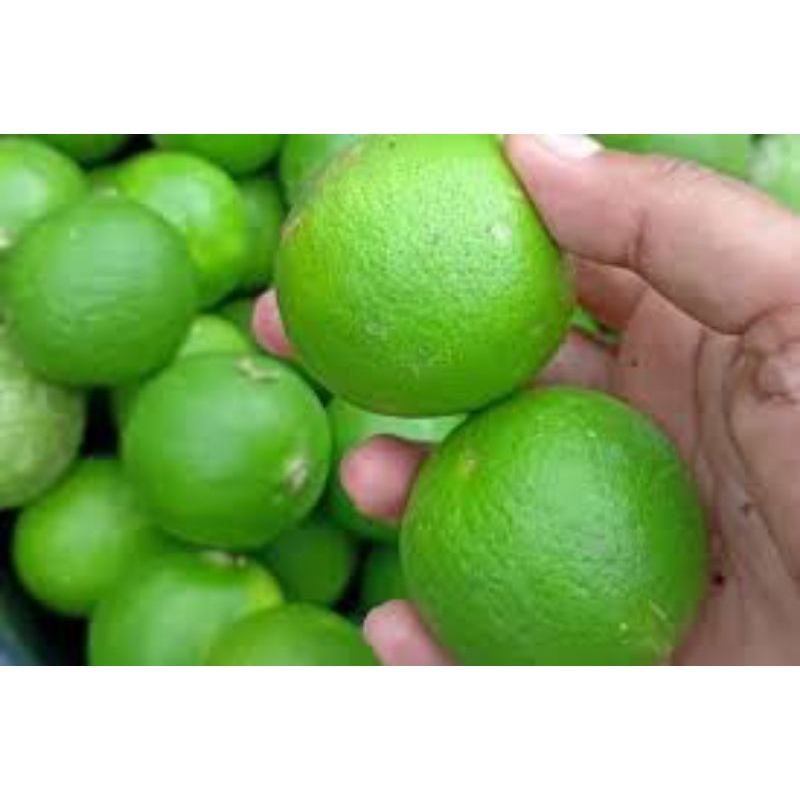 

Jeruk NIPIS Fresh 500 Gram