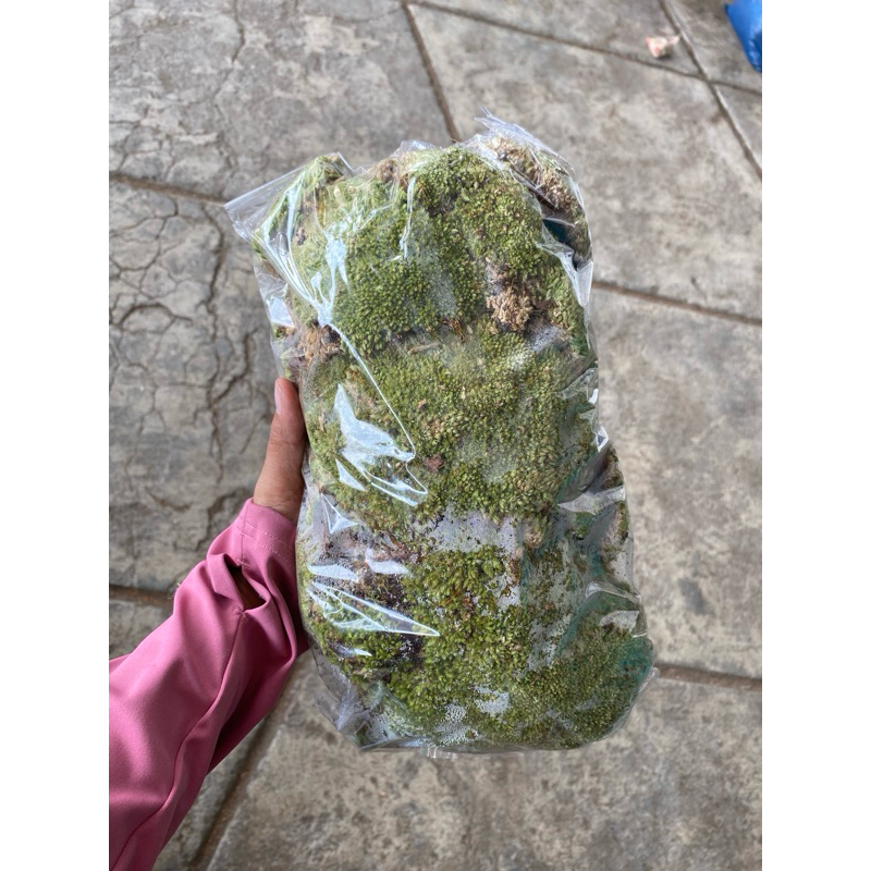 Media Tanam - Lumut Hijau - Lumut Hutan