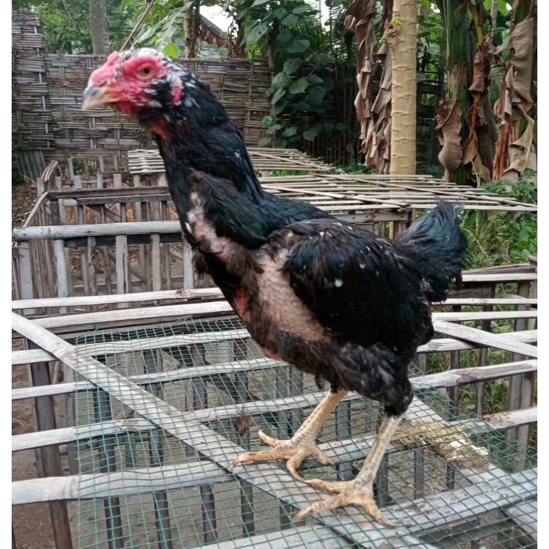 FGFG56846 Telur Ayam Fertil Telur Tetas Ayam Aduan Koyngon Cros Mangon 564568